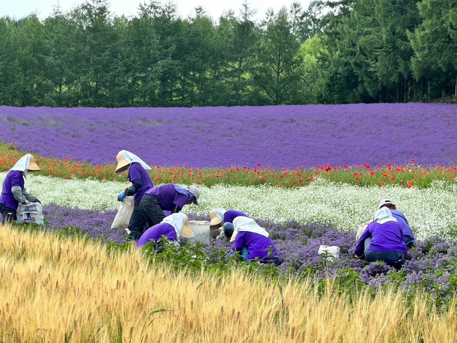 ファーム富田（北海道・中富良野町）