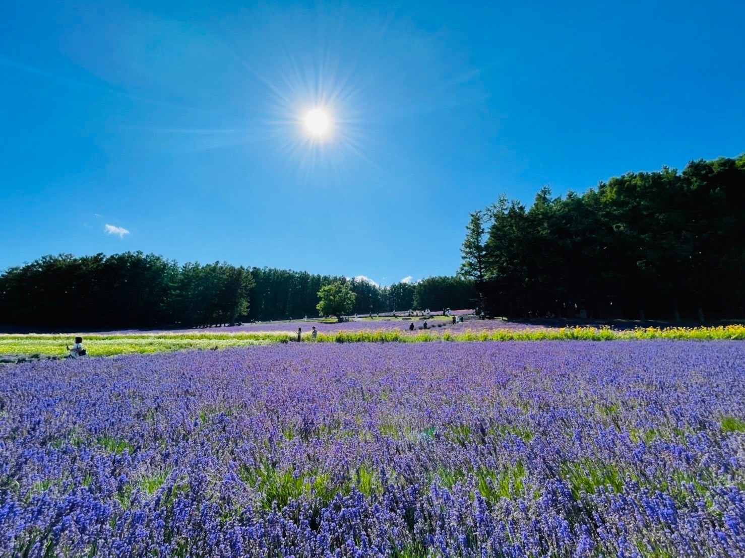 ファーム富田（北海道・中富良野町）