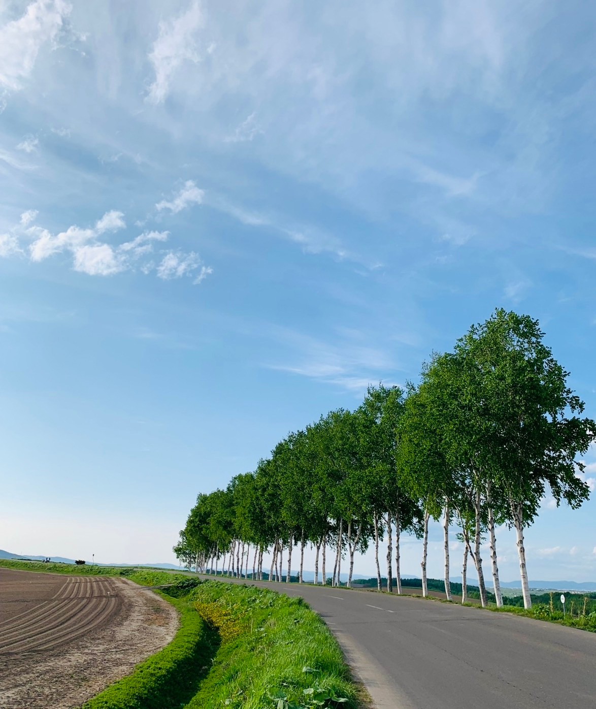 美瑛の丘・白樺並木（北海道・美瑛町）