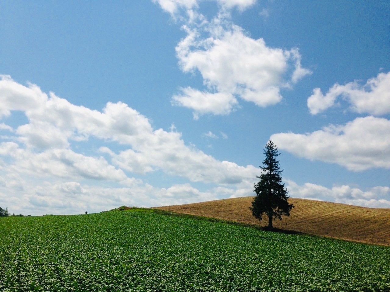 クリスマスツリーの木（北海道・美瑛町）