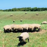 羊の牧場(北海道・焼尻島)