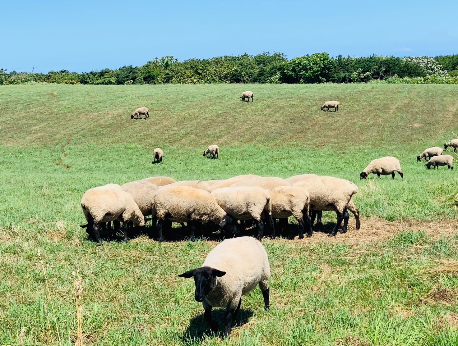羊の牧場（北海道・焼尻島）